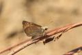 Erynnis tages (Paslı Zıpzıp)